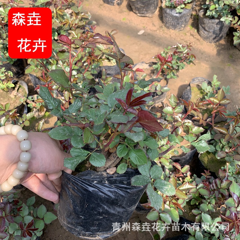 大花月季盆栽 绿化工程扦插苗 四季大花盆栽玫瑰苗大花月季苗