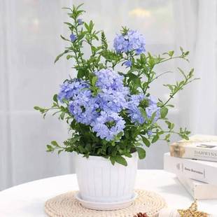 blue snowflake potted plant flower climbing vine big pot plant courtyard garden balcony flower viewing green plant perennial flower seedlings