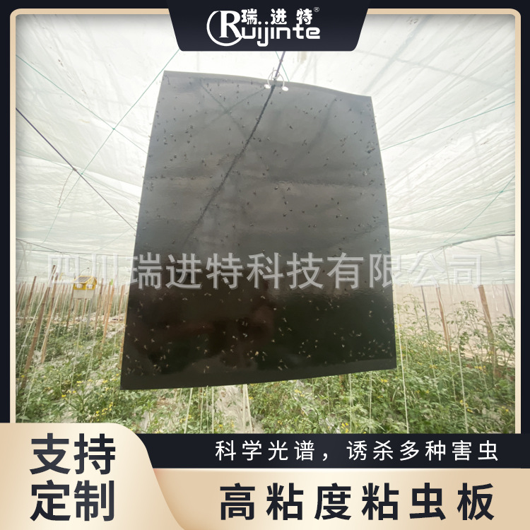 粘虫板诱虫板黑色灭虫板双面黏虫板PP覆膜农用沾虫板韭蛆蠓蚊苍蝇