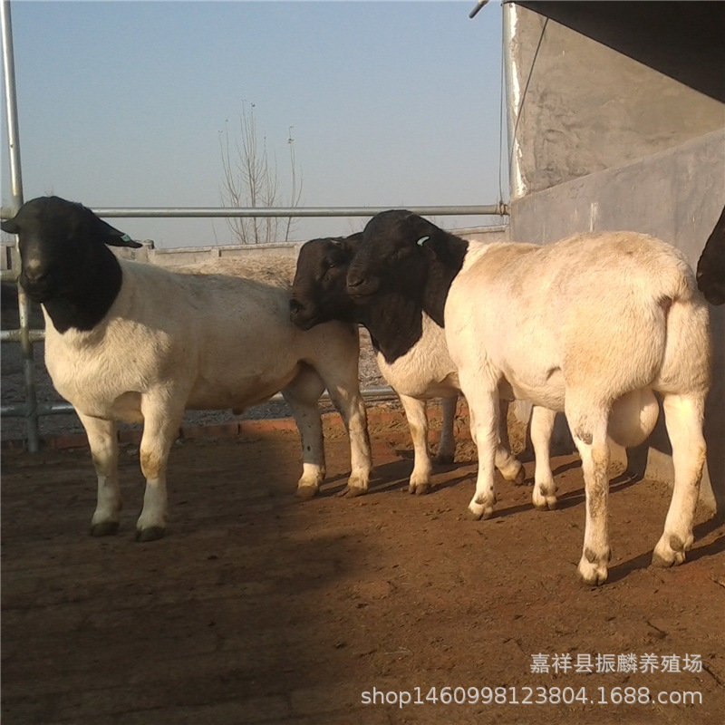 Dupo Sheep Live Small Tail Sheep Pregnant Sheep Lamb Live Sheep Sheep Breeding Ram Purebred Black Head Dupo Dupo Sheep Live Small Tail Sheep Pregnant Sheep Lamb Live Sheep Sheep Breeding Ram Purebred Black Head Dupo