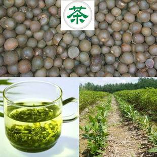 Newly Picked Tea Seeds, Tea Seeds, Green Tea Seeds, West Lake Longjing, Biluochun, Tieguanyin, Maojian Tea, Tea Tree Seeds