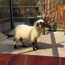 ����@Ф�������R�ڱ�����۴��ȾW�t�ڱ�����w�ăr������Xһֻ