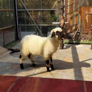 ����@Ф�������R�ڱ�����۴��ȾW�t�ڱ�����w�ăr������Xһֻ