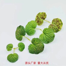 �S�����l����Gֲ�����~���~ֲ���ٗl���������쾰�b��~�����