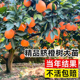 赣南橙子树苗伦晚脐橙果树嫁接砂糖橘果苗当年结果沃柑大桔子盆栽