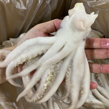 鲜冻鱿鱼头1斤装鱿鱼头阿鱿鱼须餐饮生鲜干锅烧烤海鲜食材批发冷