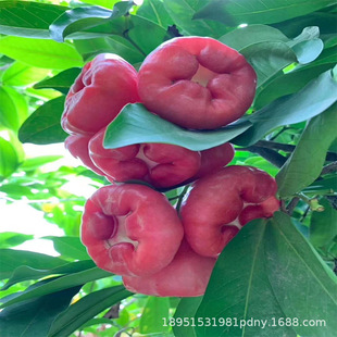 ɏ�F����ǰűȺڽ������~�tƷ�N�޽��Ϸ������箔���_���Y��