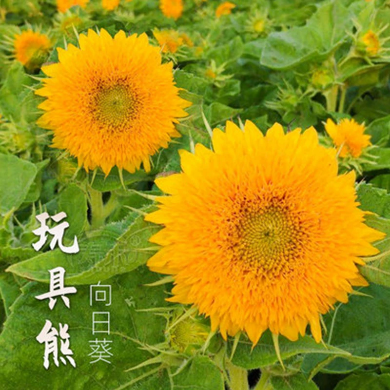 [Живописный район подсолнечника Цветочное создание моря] Семена оптом Карлик Четыре сезона Цветковые семена Декоративные цветочные семена цинацеи