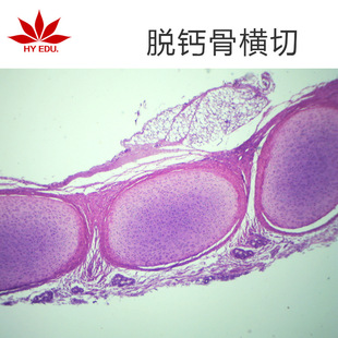Decalcified Bone Cross-Section Biological Slides, Microscope Slides for Higher Education, Tissue and Cell Biology Slides