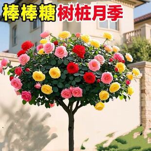�����ǹ�֭�̨�¼��䘶�ļ��_���ܝ�����^õ��t��֭���҃�����