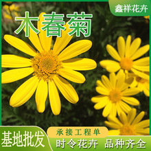 春菊 春菊品牌 图片 价格 春菊批发 阿里巴巴