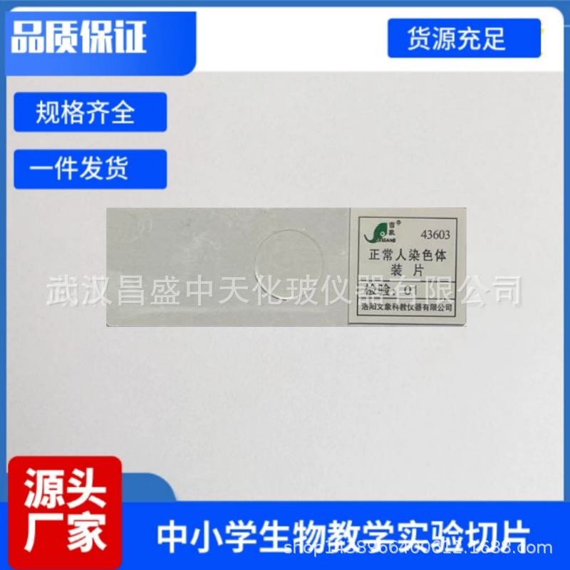 正常人染色体装片初中高中生物实验显微镜观察玻片观察玻片装片