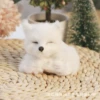 Sleeping Fox Right - White
