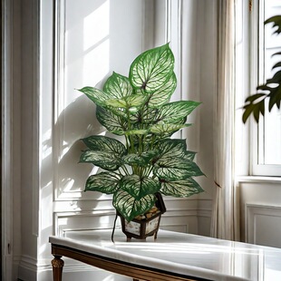 ���R�d��Ʒ����Gֲ���W�L�Ҿ��b��~���ָ��z�~���^�辰���Ԕ[