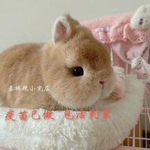 兔子超小形长不大的兔子暹罗兔道奇兔子活的家养道奇侏儒兔金吉拉