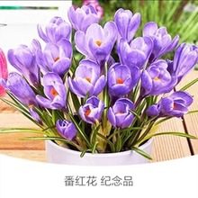 ș�òؼt���N�������ͺ��̓����ܷ��t���N�����҃�����ș�ķNֲ��