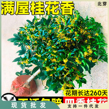 �𻨘�������ͥԺ�҃�ֲ��𵤹�����ͻ����ļ��_�����B�׻��辰