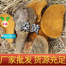 西藏波密正宗纯桑树桑黄补品药材林芝灵芝西藏自治区特产500g
