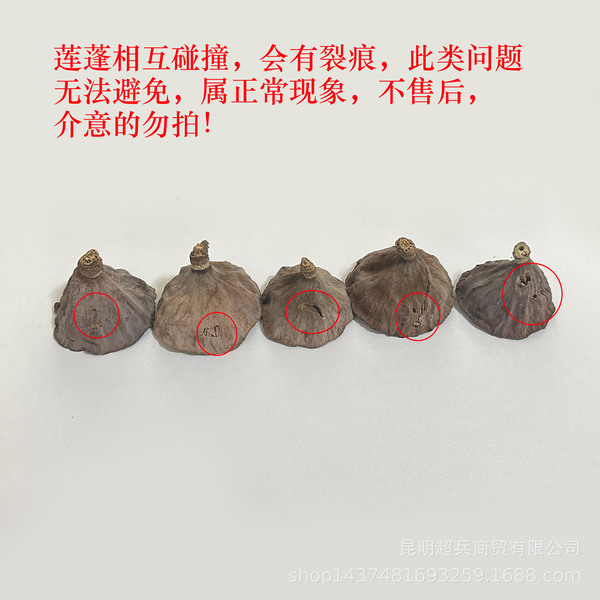 [A single dried lotus puff] Bringed seeds dried lotus rock -dried…