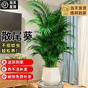 ɢβ��ֲ�����Կ͏d���;Gֲ�Pβ������҃Ȱlؔ���Ϙ���̖�辰��