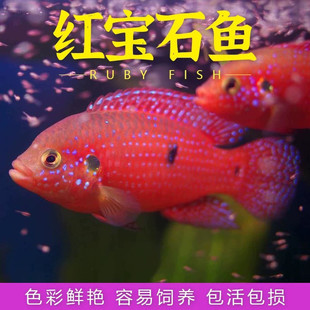 �t��ʯ�~�Ꭷ�^�p����С���~���w�~Ѫ��P�������̴�������w