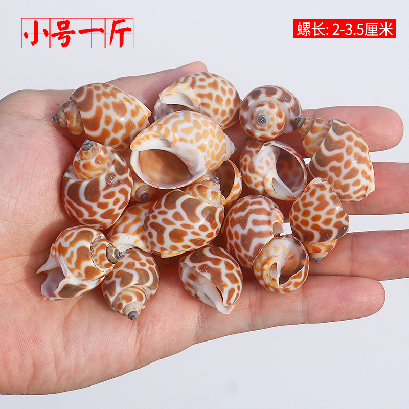 Concha Daquan natural con cera de pescado, materiales decorativos mediterráneos DIY al por mayor