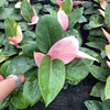 Base direct supply ｜ Pink Congo Pink Fruit Network Red and green potted flowers are rare and interesting