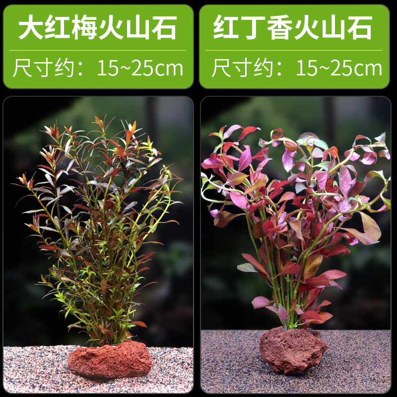 水槽造園パッケージ、水ヤシ、沈木、本物の水、淡水、無土壌植物、酸素化、低パール|undefined