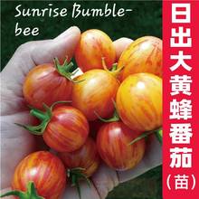 ճS䷬t㶹}ŮNӸNСt