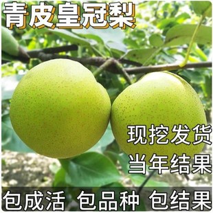 ��Ƥ�ʹ�������ϱ���ͥԺ�ͺ��ش�̖�������Լ޽��ִ��殔��Y��