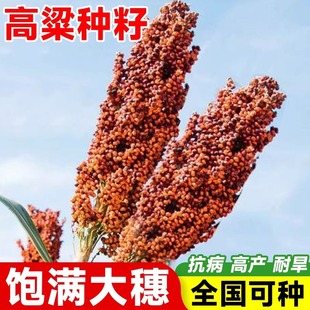 ��Ʒ�N�t�����N�Ѱ��U�N��ᄾƸ����Z��U����Ŵ�t�t�����ڸ߮a��