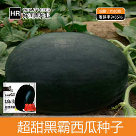 厂家批发黑皮西瓜种子懒汉黑色西瓜种籽黑美人红瓤水果春夏秋季种