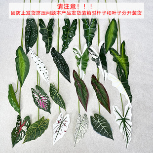 �羳��Ʒ����Gֲ�����~�����~�����~��c·��ֲ���ˇ�OӋDIY