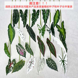 跨境新品仿真绿植海芋叶海棠叶彩芋叶婚庆路引植物墙花艺设计DIY