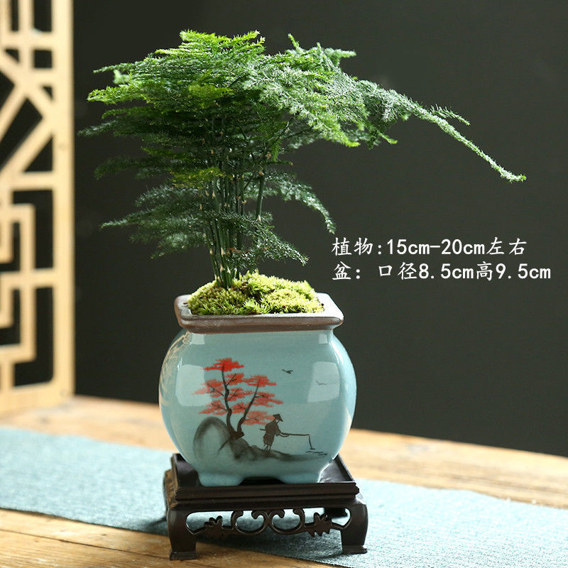 게야오 손으로 그린 레드 메이플 피쉬 웡 + 아스파라거스 + 스퀘어 트레이