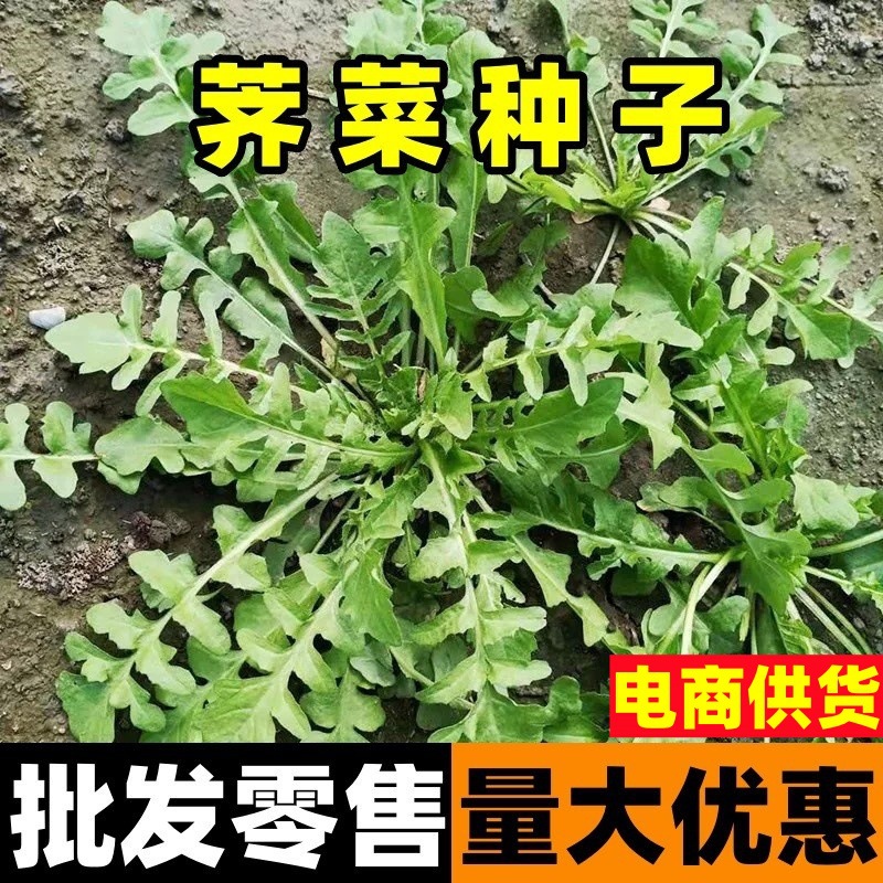 大叶荠菜种子农家四季野生菜种籽耐热抗寒盆栽荠荠菜种籽青菜籽