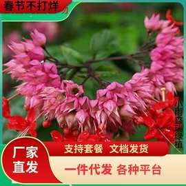 一件代发红花龙吐珠花苗垂丝茉莉花苗当年开花阳台植物庭院藤本攀
