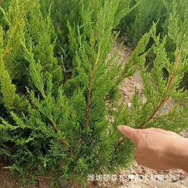 宿根花卉;一二年生花卉;灌木