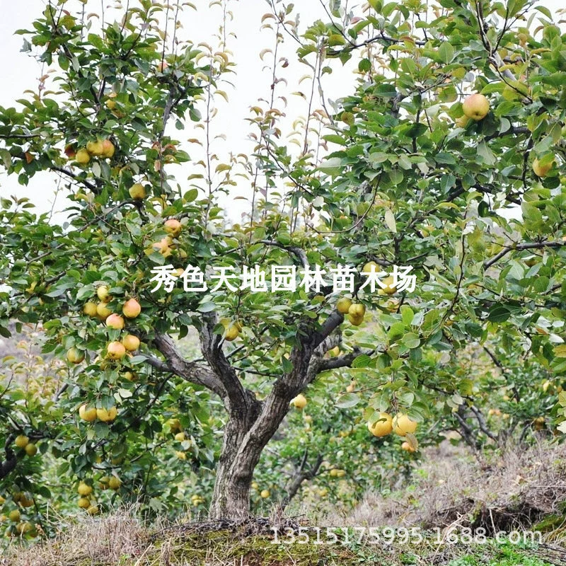 Привитые саженцы груши горшечные садовые деревья посадка саженцев плодовых деревьев на юге и севере года плоды