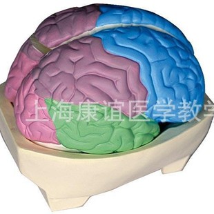 Kay-L1226 Brain Lobular Model Brain Anatomy Model Human Medical Teaching Model