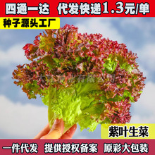 ���~���˷N�Ӵ����ļ����Լt�_ɯ���˷N������������r���߲˷N��