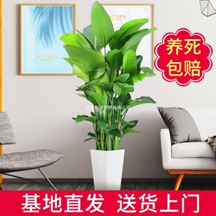 �����B���Կ͏d�҃Ⱥ��B���ͻ��ܾGֲ�k�����p�ݾGɫֲ���Q���m�t