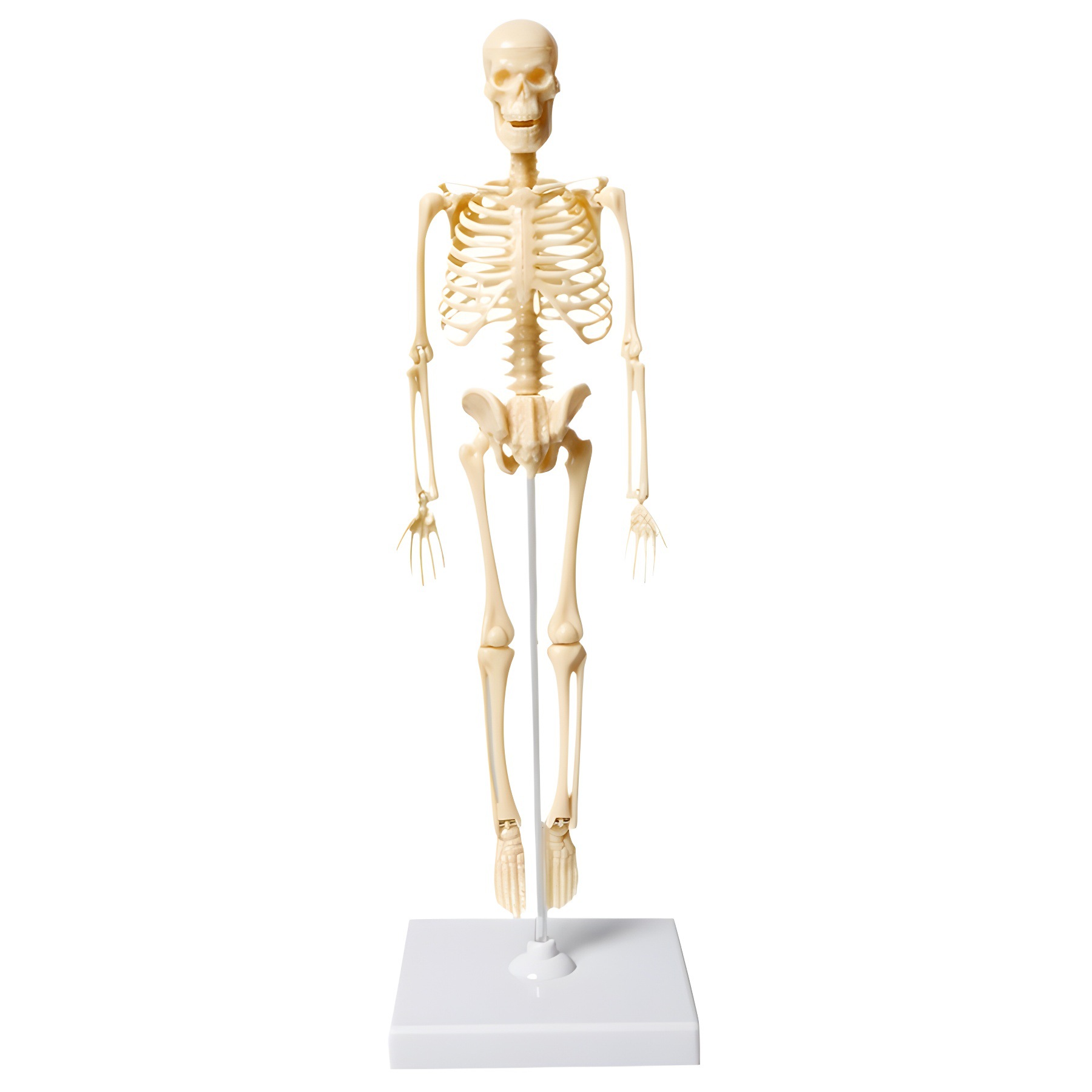 Modelo de esqueleto humano pequeño esqueleto de simulación de cuerpo completo de educación temprana para niños juguetes educativos material didáctico fuente de fábrica al por mayor