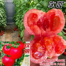 ���ѷN��������t���N�Ѳ������������߲�����������Nֲ����