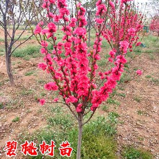 Purple-Leaf Peach Saplings, Red-Leaf Peach Blossoms, Purple-Leaf Peach Blossoms, Courtyard Ornamental Walkway Landscape Trees, Greening Seedlings, Flower Plants