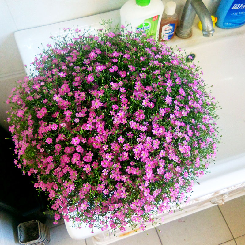 Semillas de rosas Flores en macetas en todas las estaciones Flores en macetas Plantas Flores en interiores y exteriores Semillas en macetas explosivas Balcón del patio