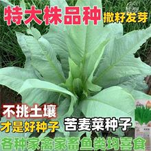 �����˷N�Ӷ��������r�����iţ���u���Z�~���r����˲���