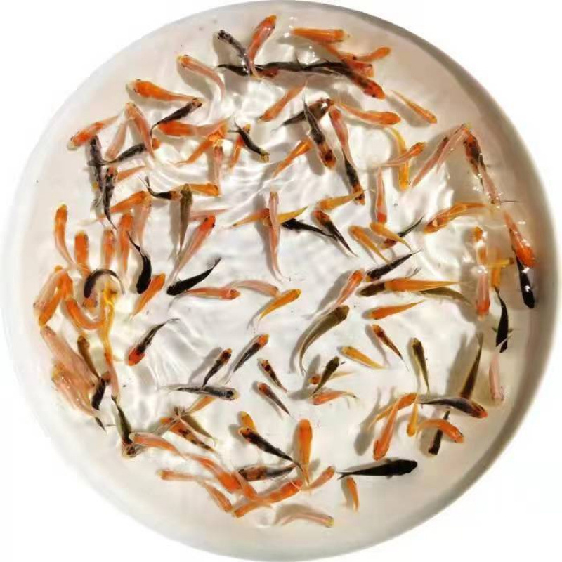 観賞魚、黄色の鯉、金魚、活魚、鯉、冷水魚、小型の淡水魚、飼育しやすい、耐久性のある黒鯉|undefined