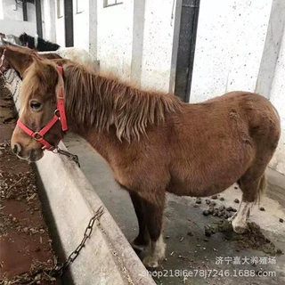 儿童骑乘矮脚马活体价格 景区骑乘矮马袖珍马德宝矮马设特兰矮马