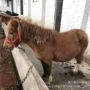 骑乘活体袖珍儿童矮马